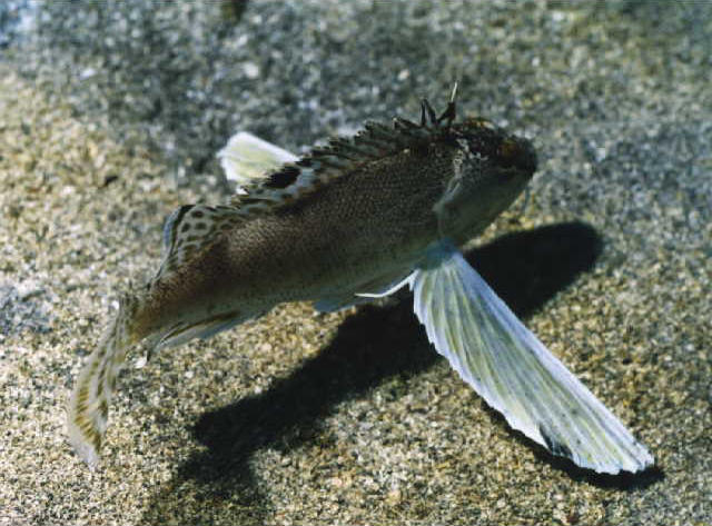 Apistus carinatus